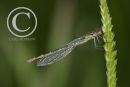 Damselfly